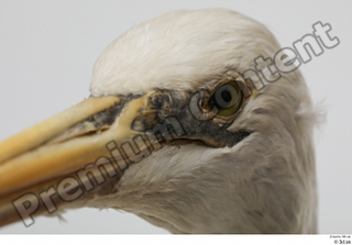 Stork  2 eye head 0002.jpg